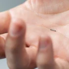 Magseed door Inno More